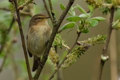 Common Chiffchaff