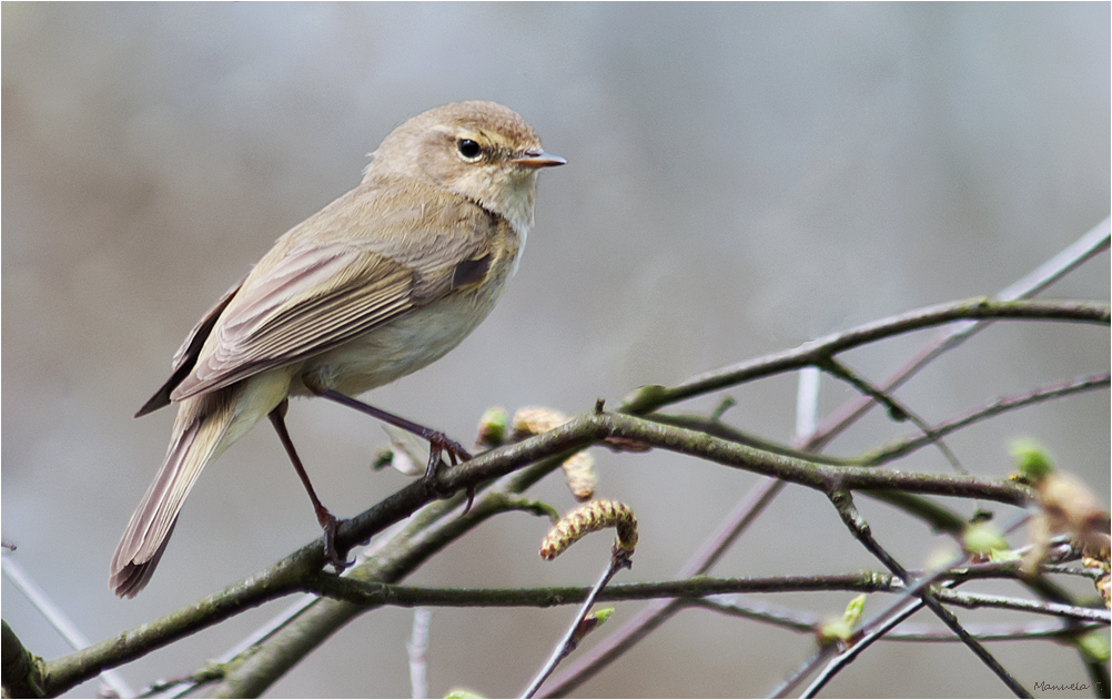 Common chiffchaff or Willow warbler