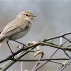 Common chiffchaff or Willow warbler