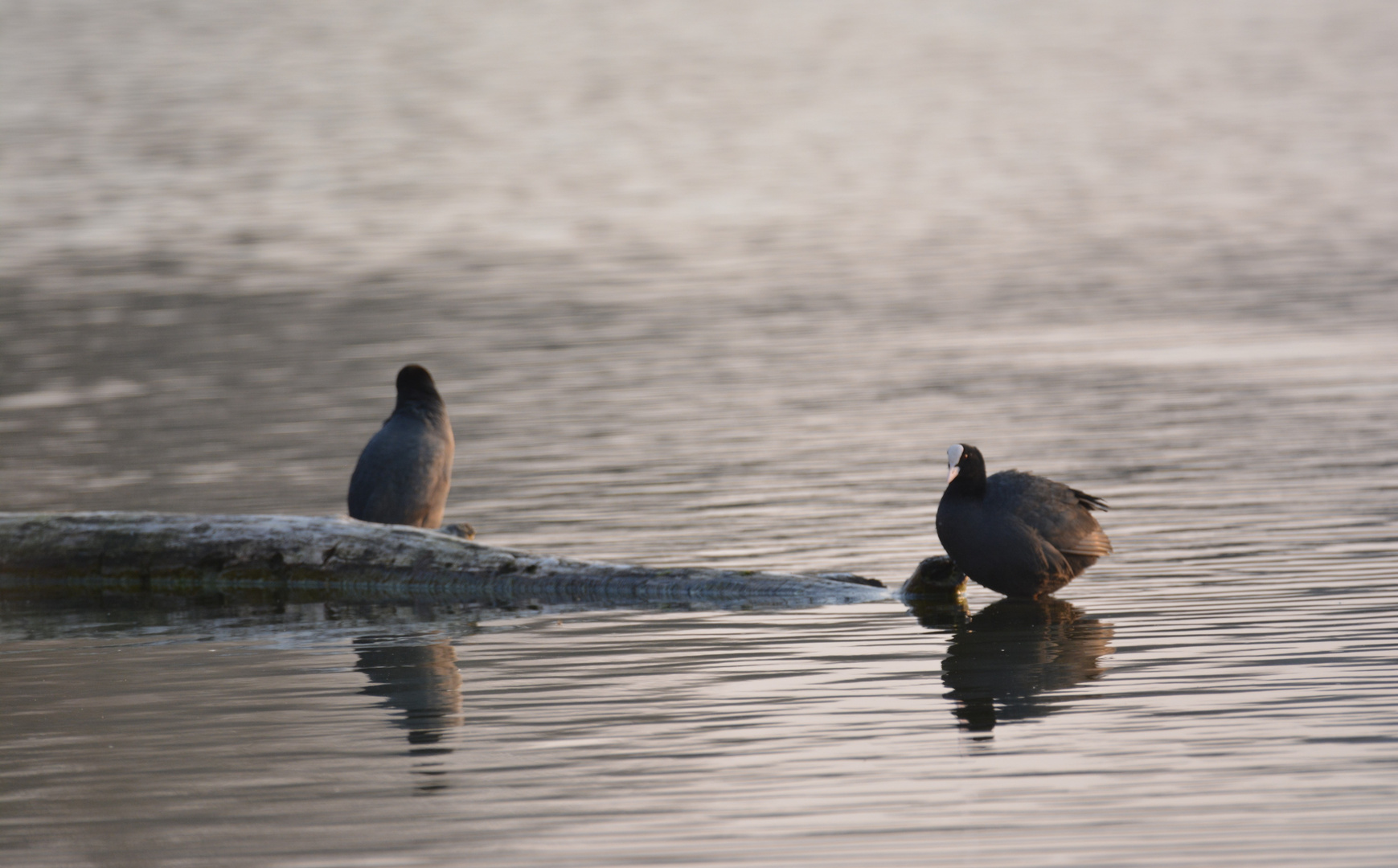 Common Coots