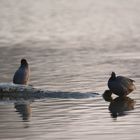 Common Coots