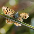 Common Copper (Lycaena phlaeas)