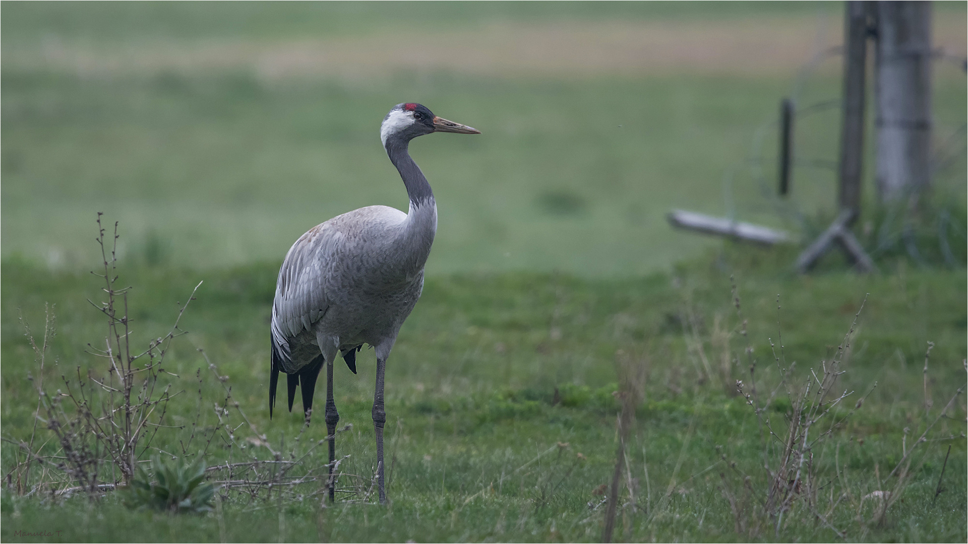 Common crane