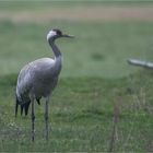 Common crane