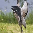 Common Crane