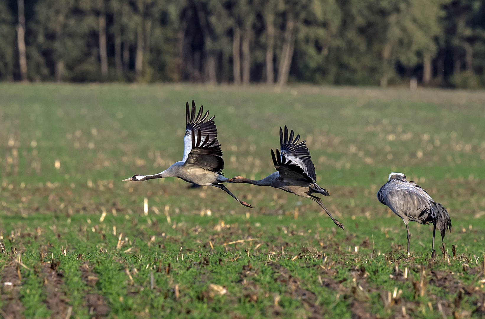 common crane airborne