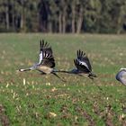 common crane airborne