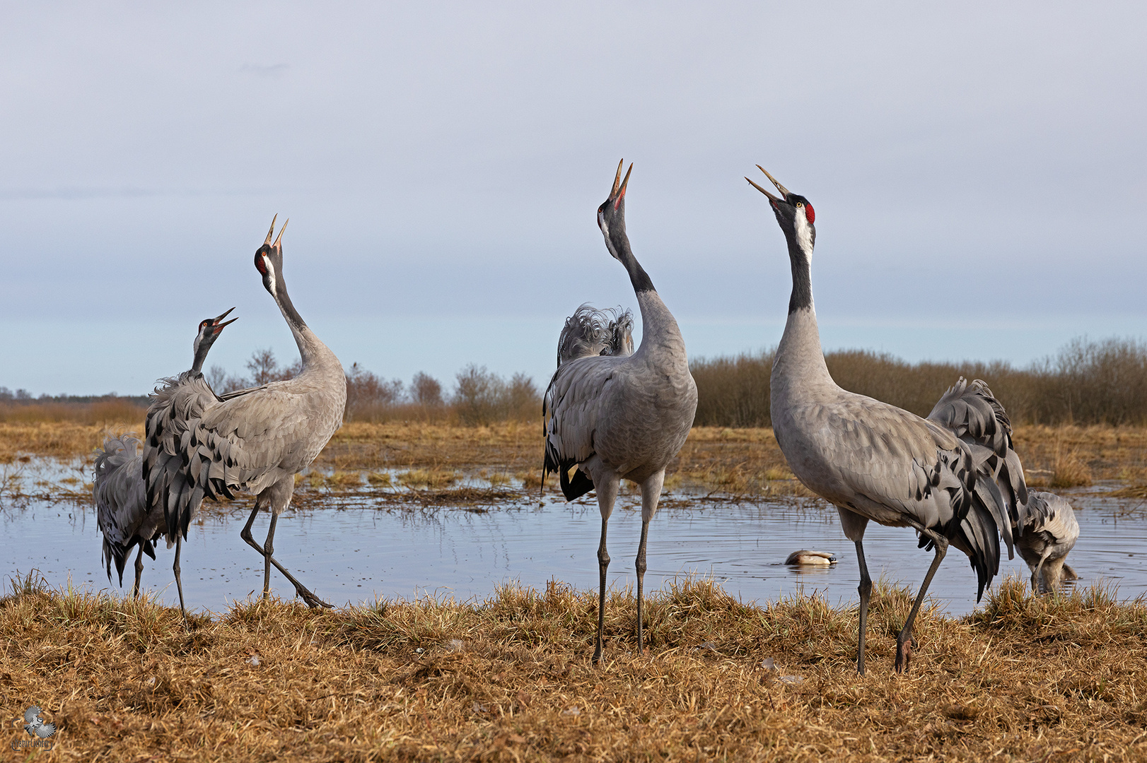 Common crane (Grus grus), Grauer Kranich, Hornborgasee, Schweden, Sweden