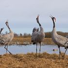 Common crane (Grus grus), Grauer Kranich, Hornborgasee, Schweden, Sweden