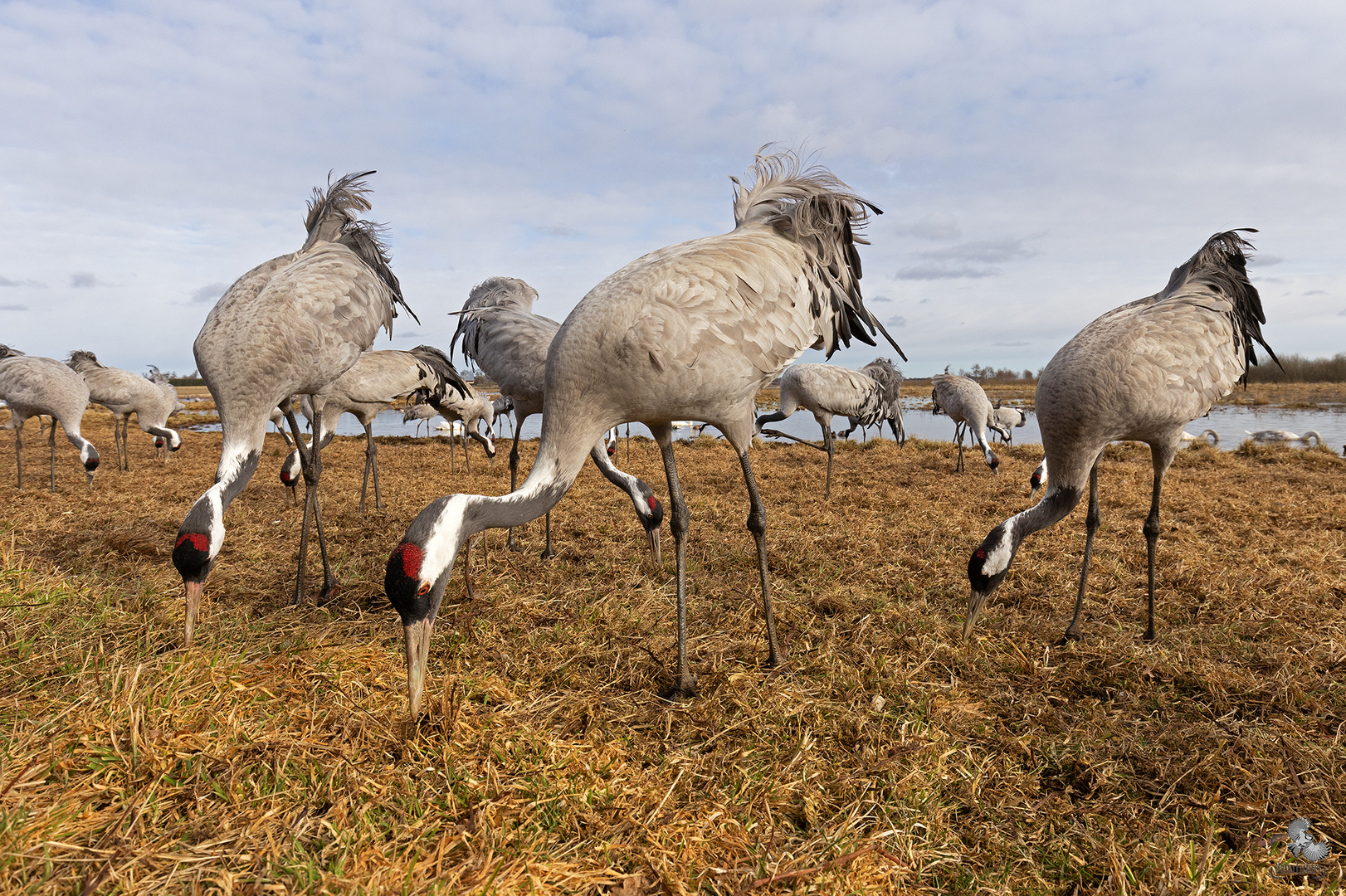 Common crane (Grus grus), Grauer Kranich, Hornborgasee, Schweden, Sweden