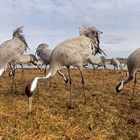 Common crane (Grus grus), Grauer Kranich, Hornborgasee, Schweden, Sweden