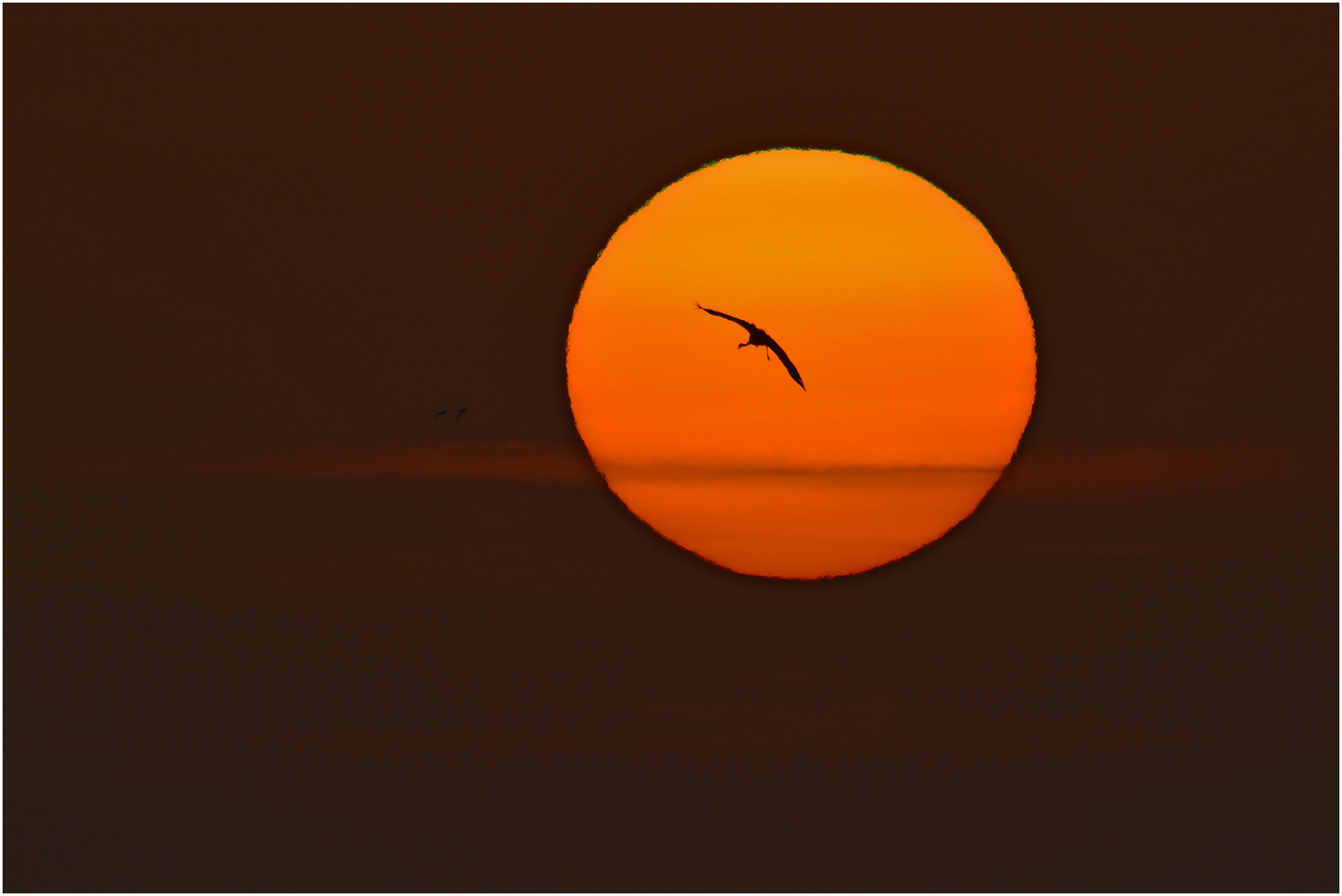 Common Crane with sunset   . . .
