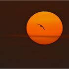Common Crane with sunset   . . .