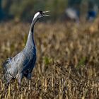 common cranes