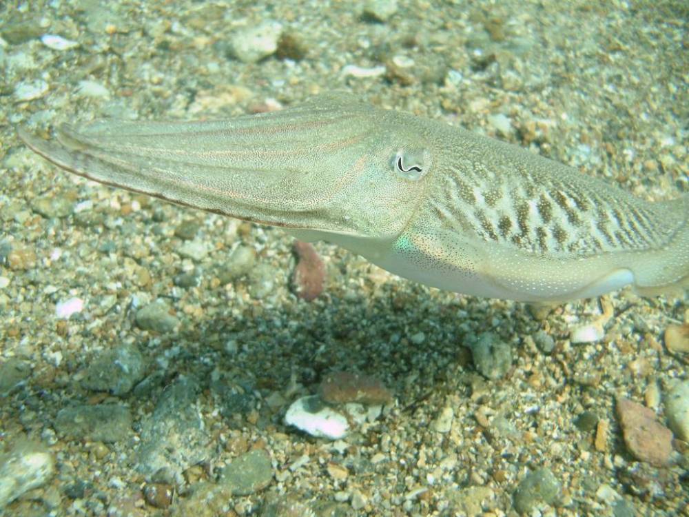 Common cuttle fish