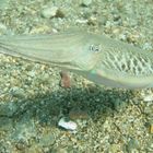 Common cuttle fish