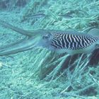 Common cuttle fish