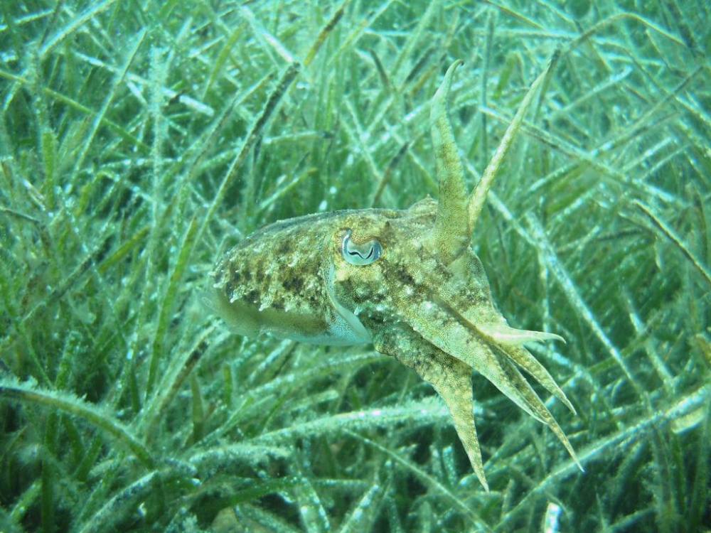 Common cuttle fish