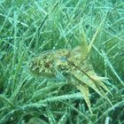 Common cuttle fish