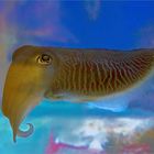 Common cuttlefish