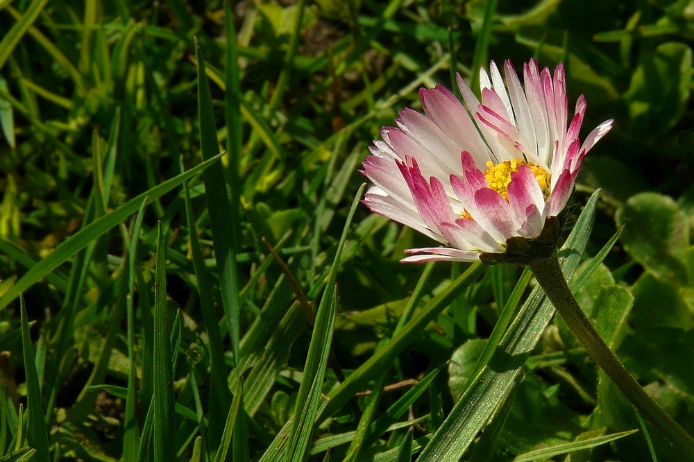 Common Daisy