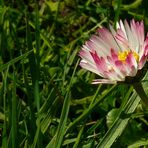 Common Daisy