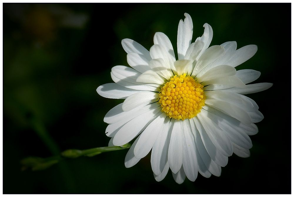 Common daisy