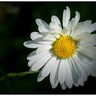 Common daisy