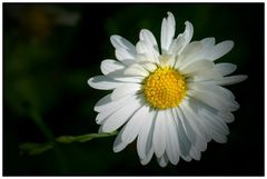 Common daisy