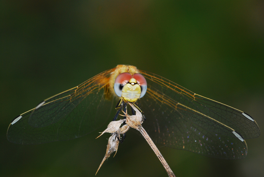 Common Darter