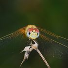 Common Darter