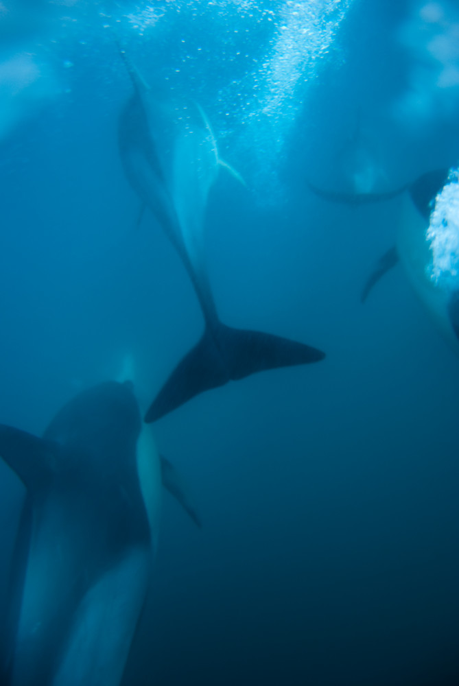 Common Delfin unter Wasser