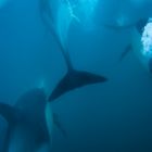 Common Delfin unter Wasser