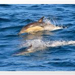 Common Dolphin