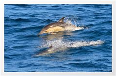 Common Dolphin