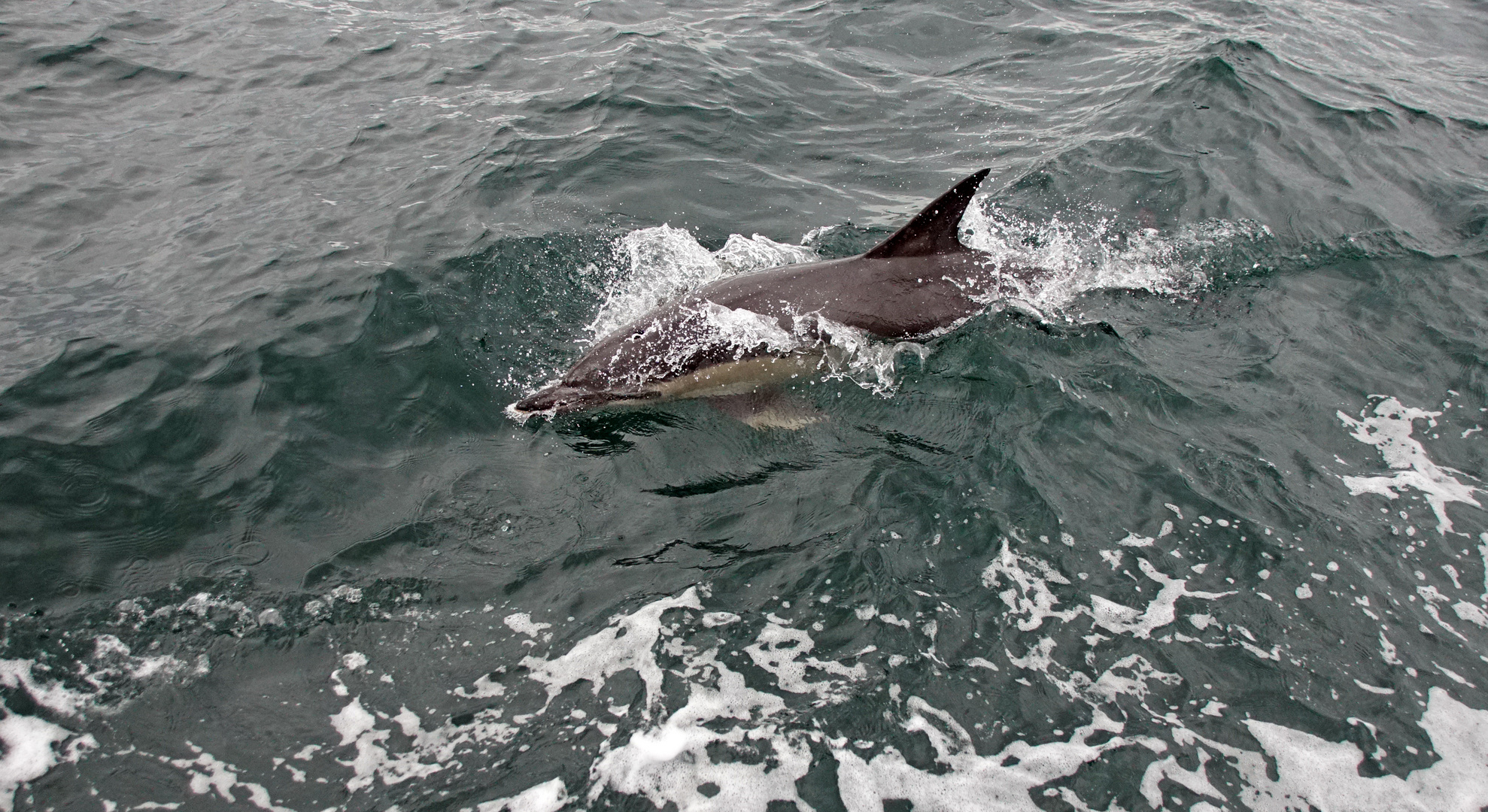 Common Dolphin