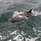 Common Dolphin