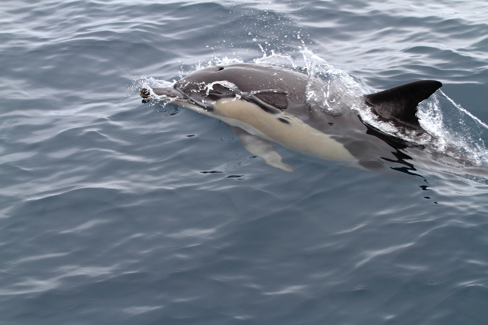 Common Dolphin