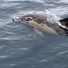 Common Dolphin