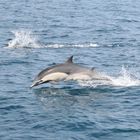 Common Dolphins - Dana Point, CA