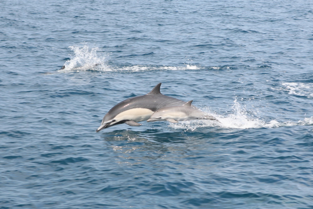 Common Dolphins - Dana Point, CA