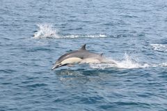 Common Dolphins - Dana Point, CA