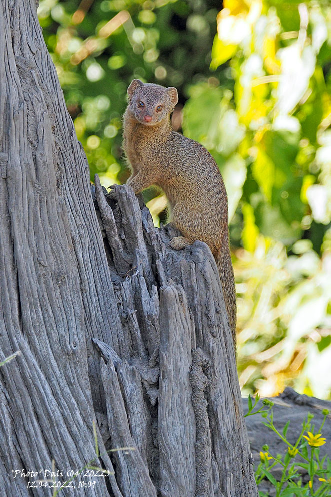 Common Dwarf Mongoose | Helogale parvula