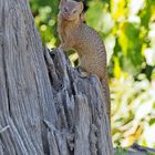 Common Dwarf Mongoose | Helogale parvula