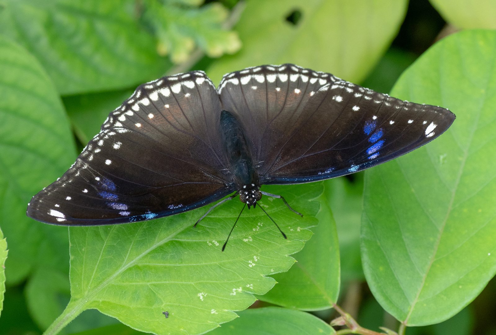 Common Eggfly