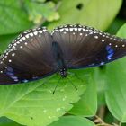 Common Eggfly