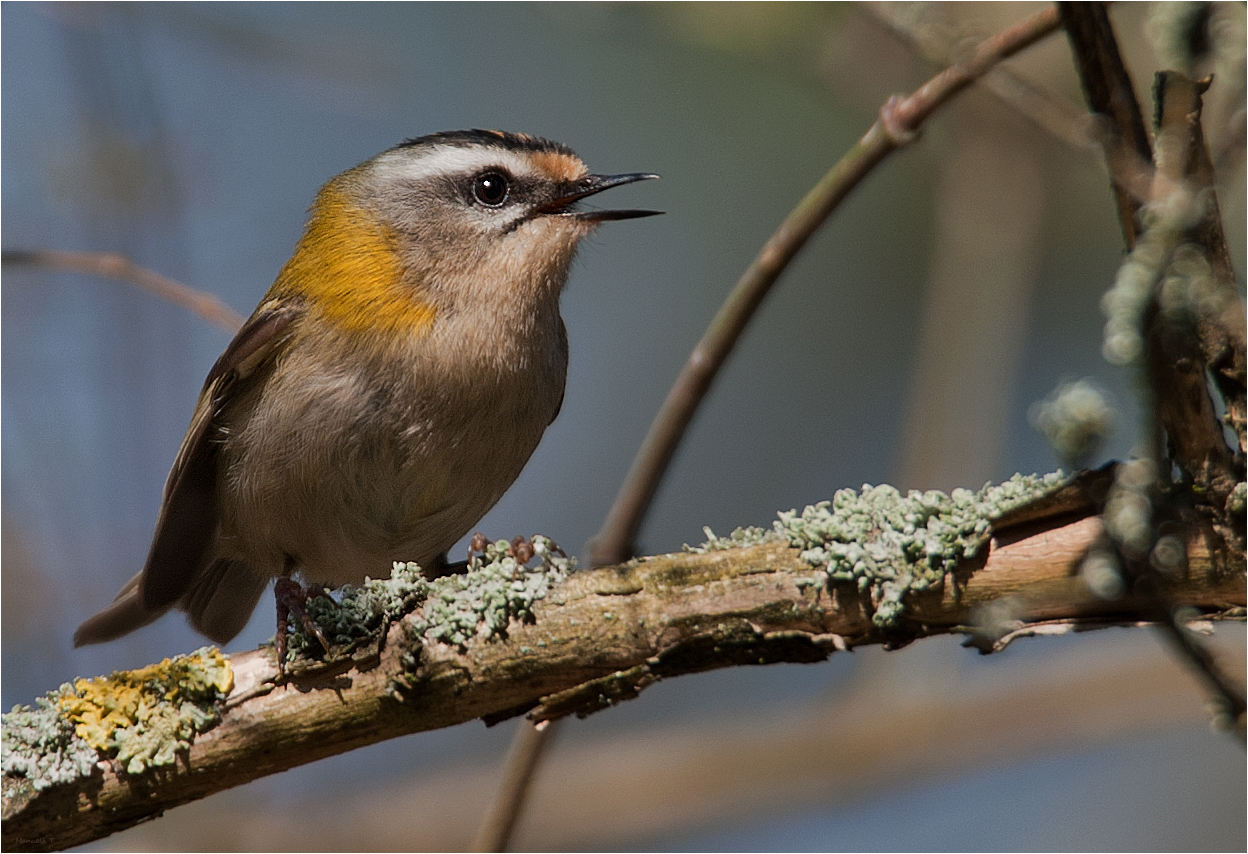 Common firecrest