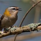 Common firecrest