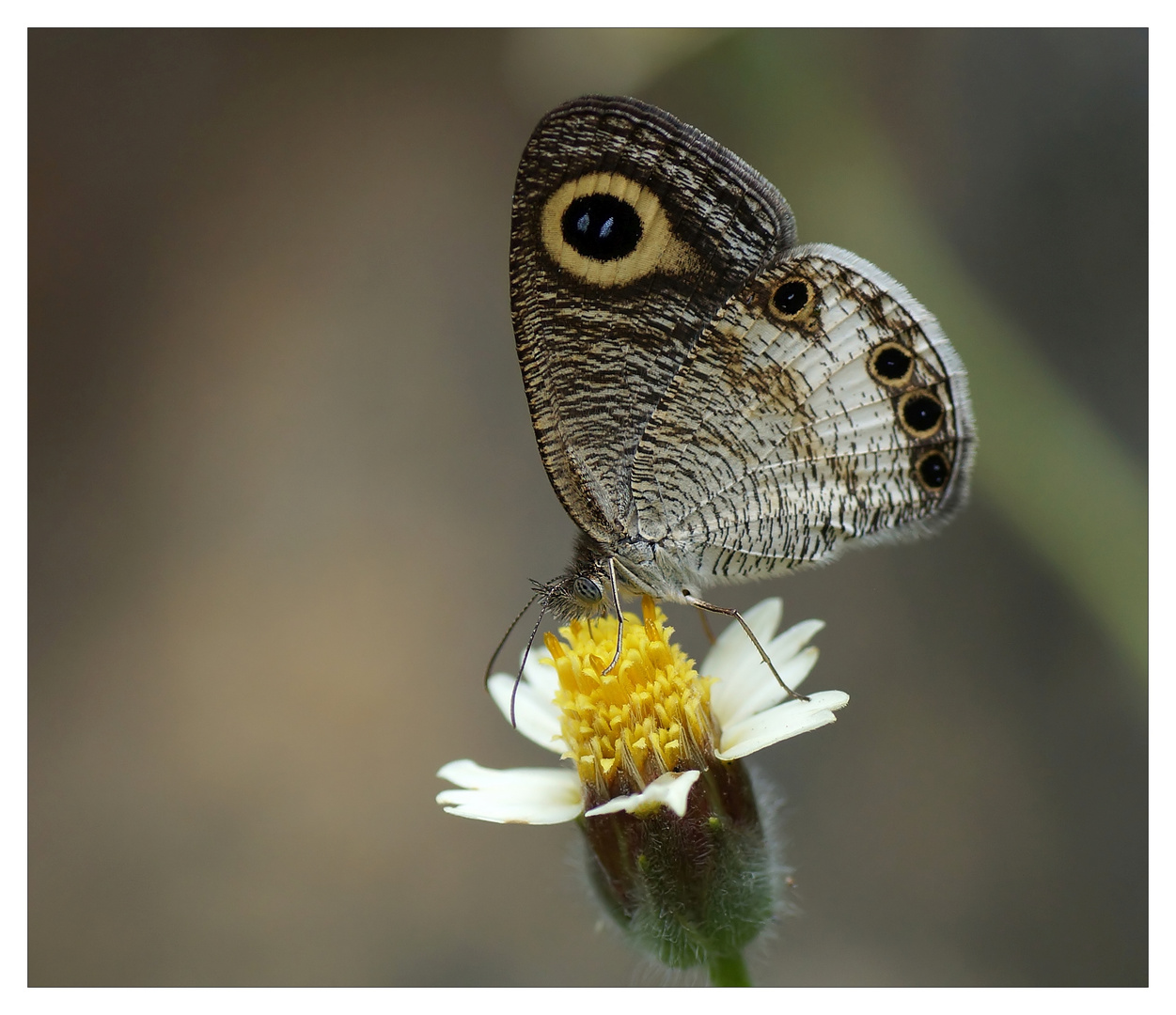 Common Fourring (Ypthima huebneri)