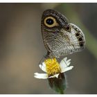 Common Fourring (Ypthima huebneri)